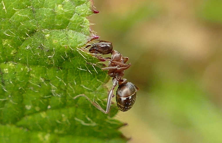 Formica cunicularia ?