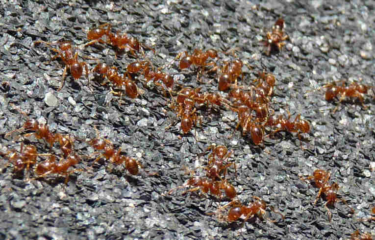 Lasius flavus