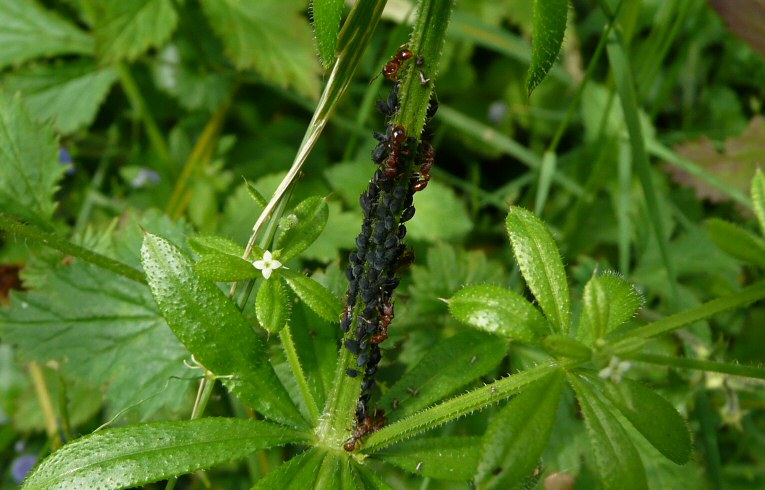 black aphid (poss. Aphis fabae)
