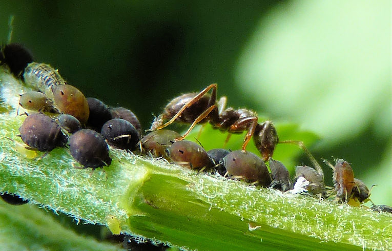 Aphids on Feverfew