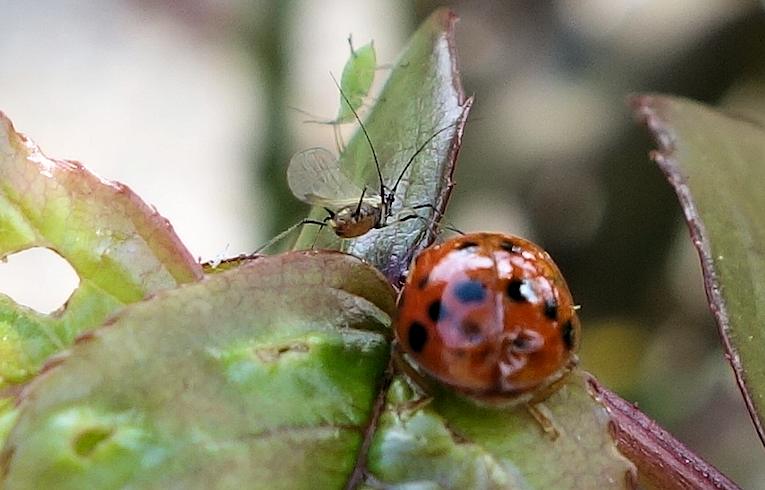 Macrosiphum_rosae