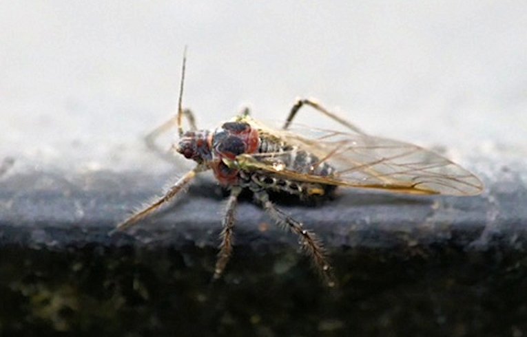 Pterocomma pilosum