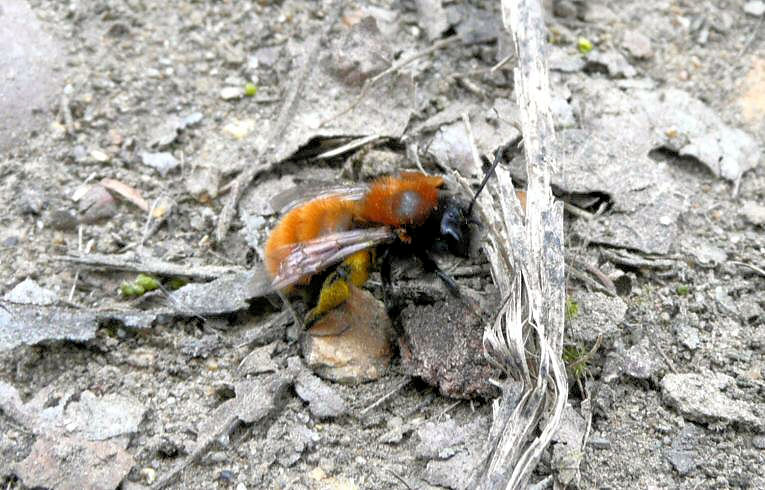 Andrena sp.