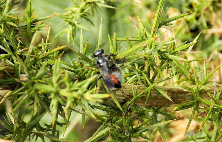Andrena labiata