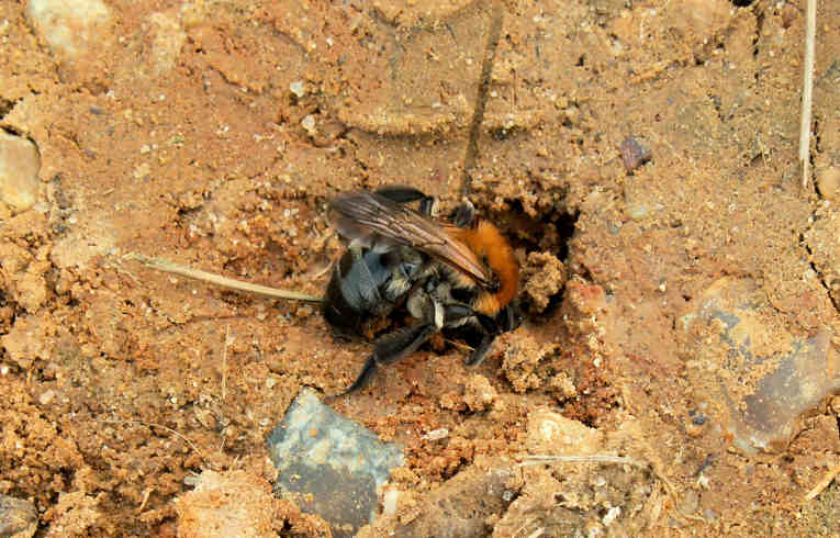 Andrena thoracica