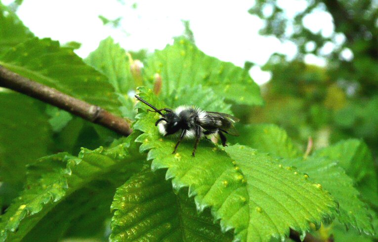 Andrena sp.