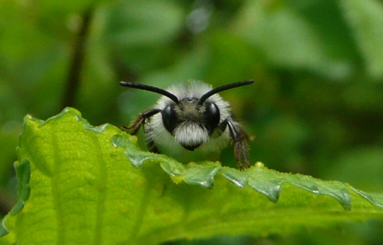 Andrena sp.