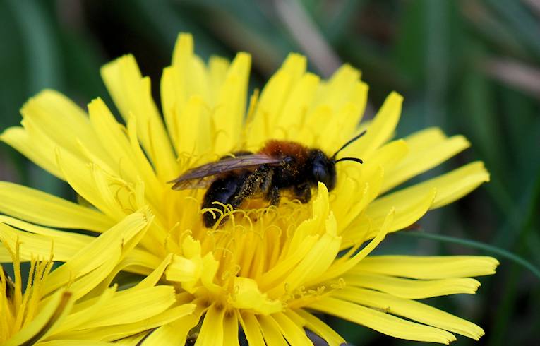 Andrena clarkella
