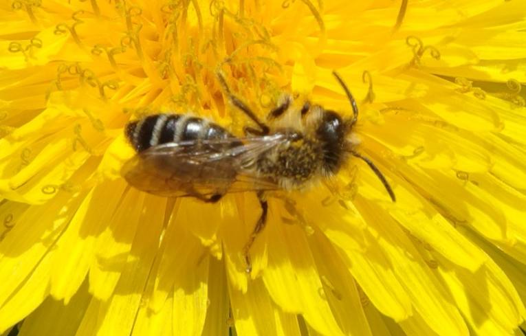 Andrena (dorsata ?)