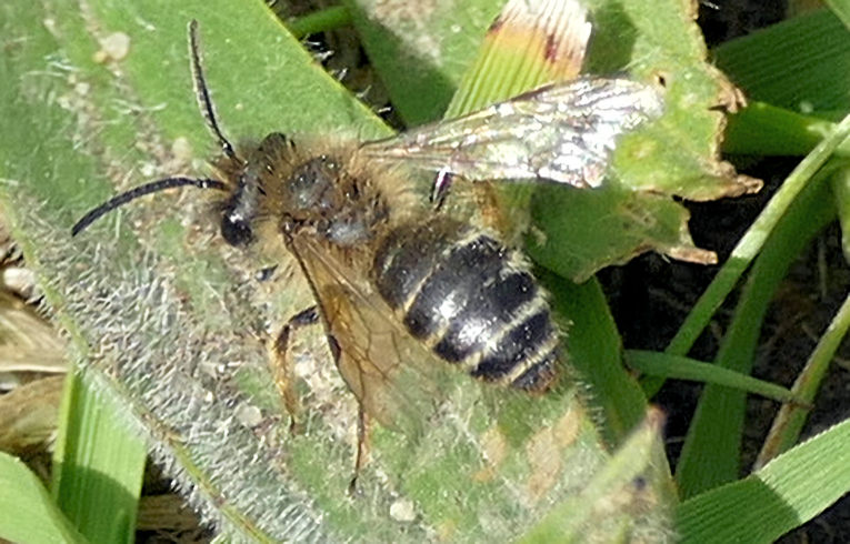 Andrena flavipes