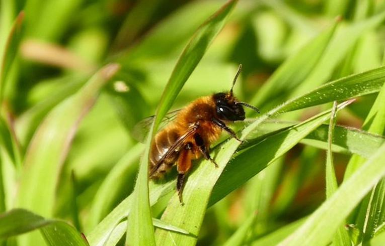 Andrena nigroaenea