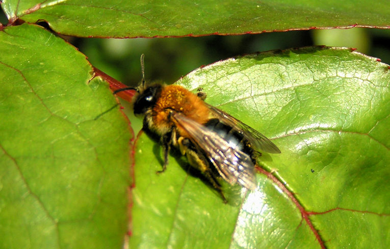Andrena nitida