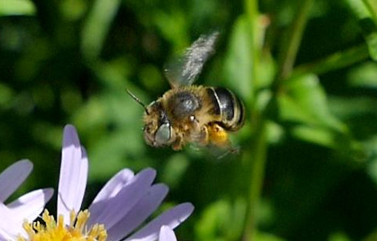 Anthophora bimaculata