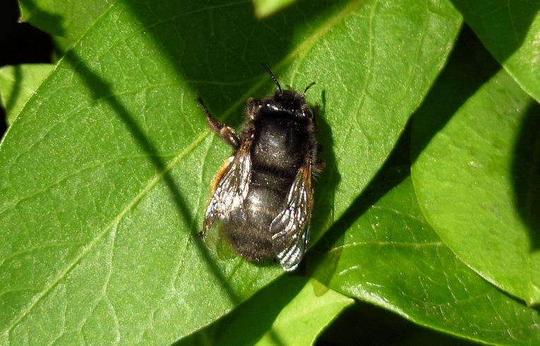 Anthophora plumipes