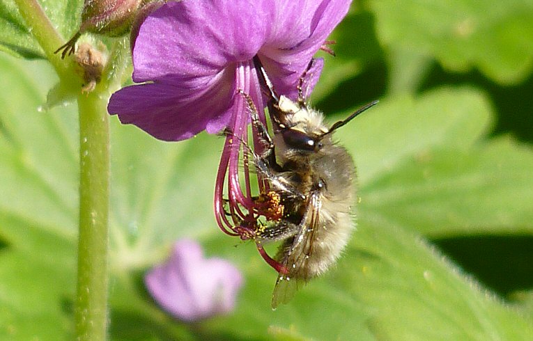 Anthophora plumipes