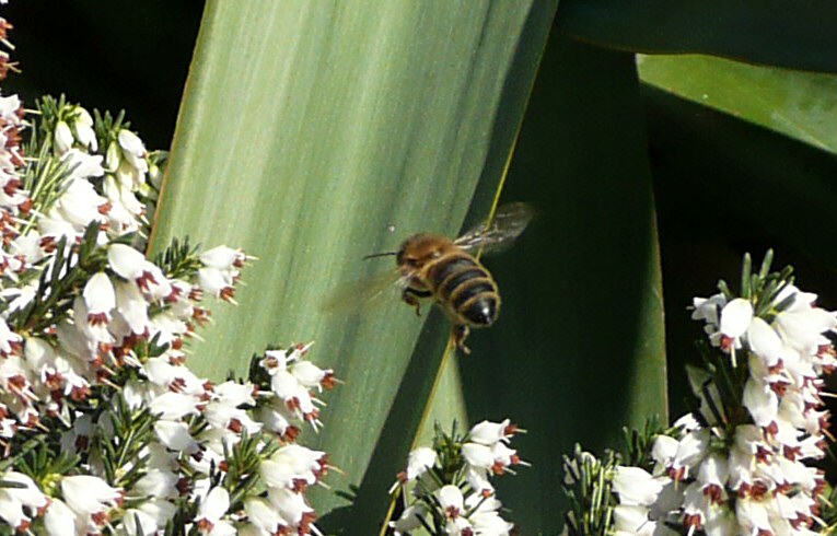 Honey Bee Apis mellifera