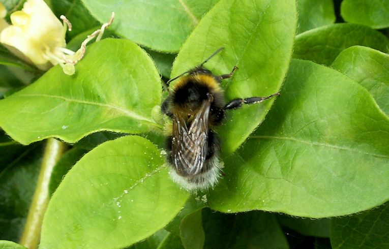 Bombus (hortorum?)