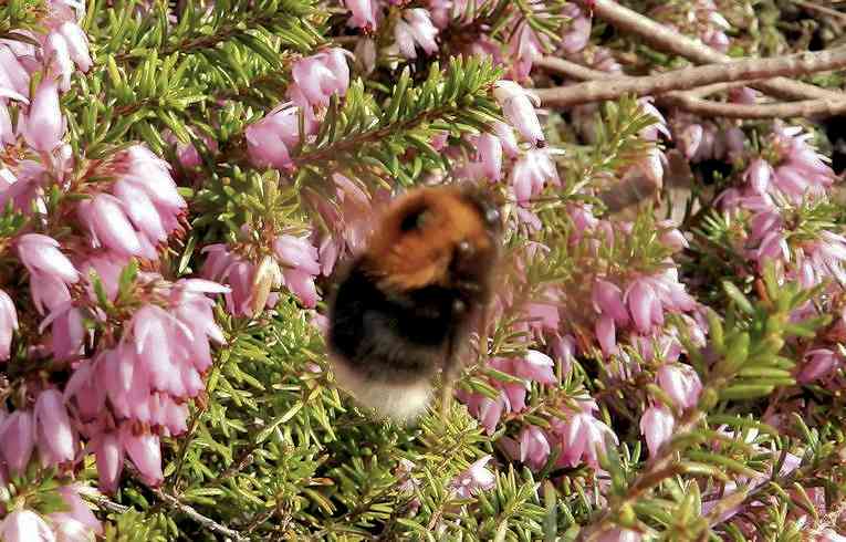 Bombus hypnorum