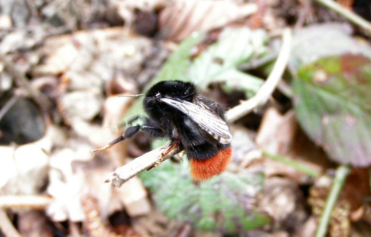 Bombus lapidarius