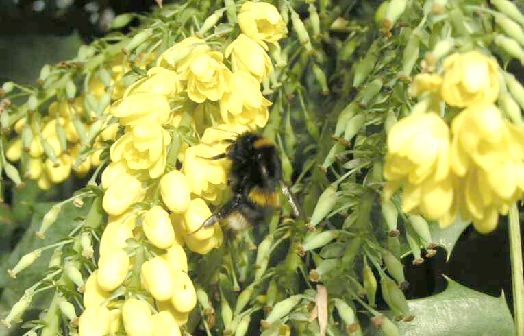 Bombus lucorum