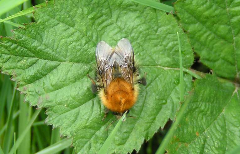 Bombus pascorum