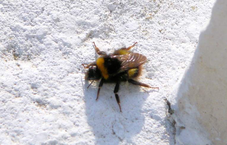 Bombus pratorum