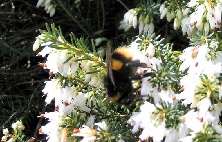 Bombus terrestris