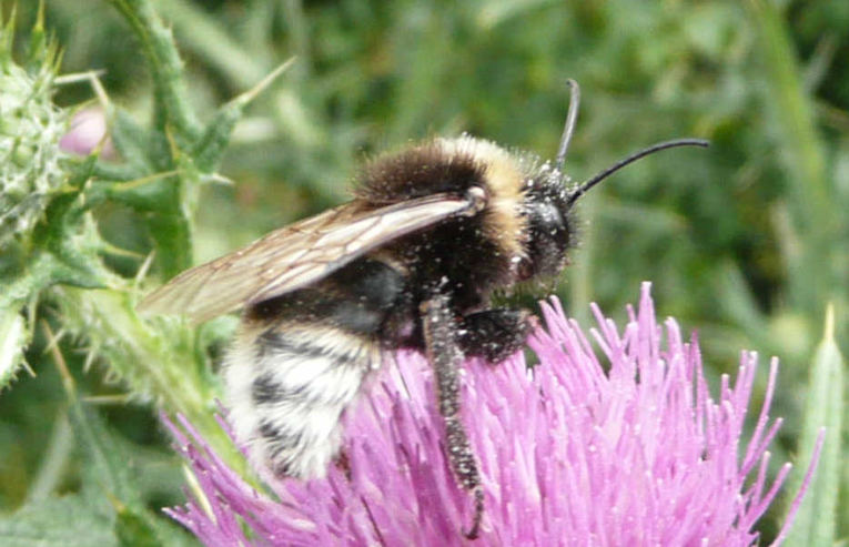 Bombus vestalis