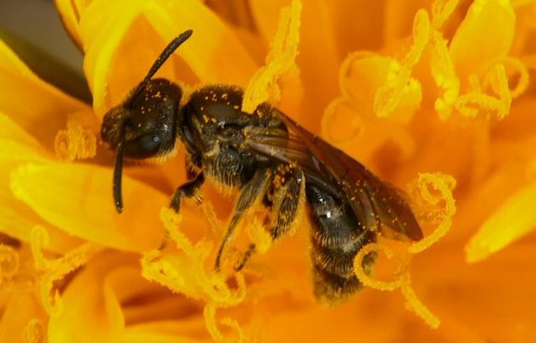 Halictus tumulorum
