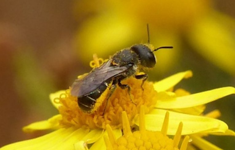 Heriades truncorum