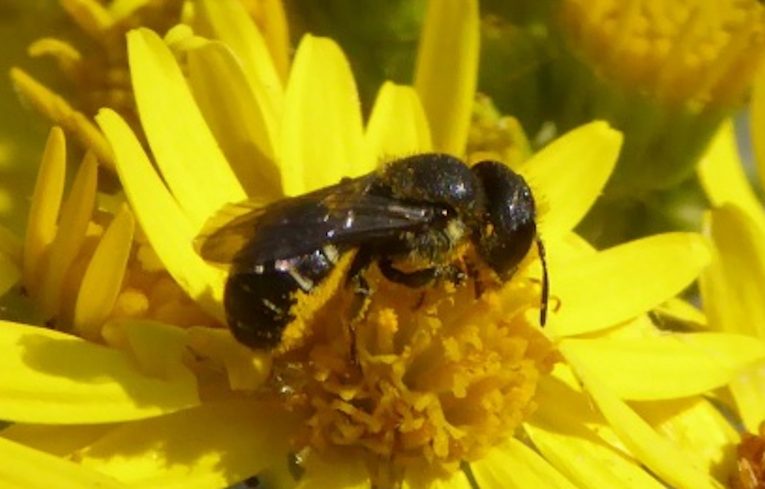 Hoplitis (Osmia) spinulosa