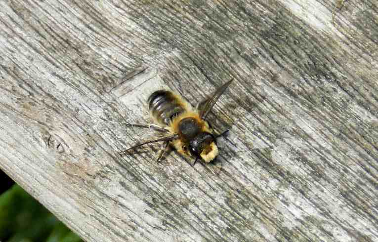 Megachile sp
