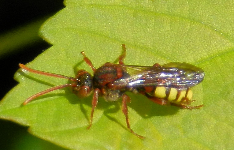 Nomada lathburiana