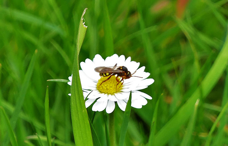 Nomada lathburiana