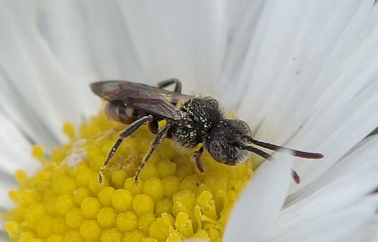 Nomada flavoguttata