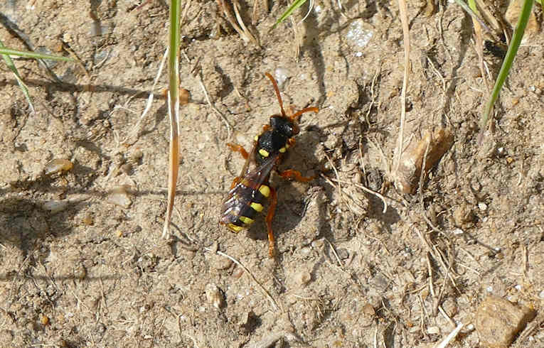 Nomada fucata
