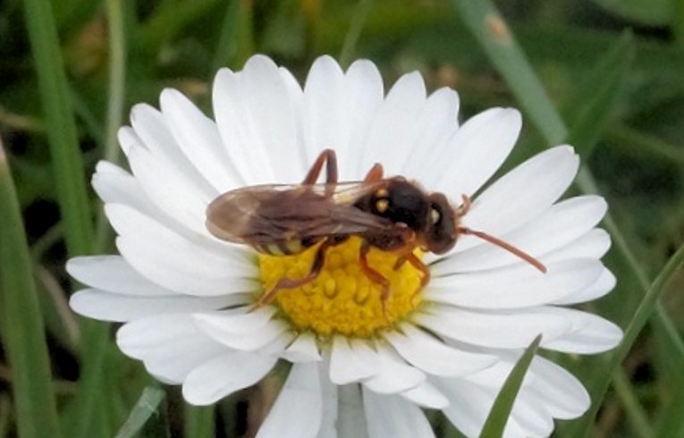 Nomada marshamella