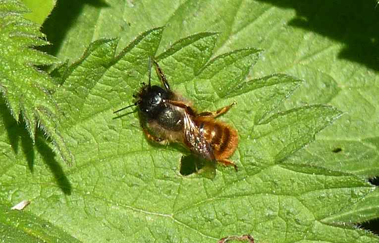 Osmia bicornis