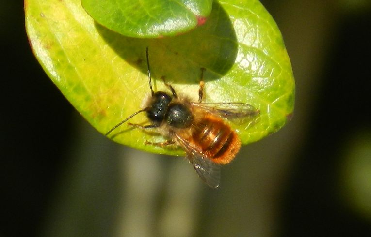 Osmia bicornis