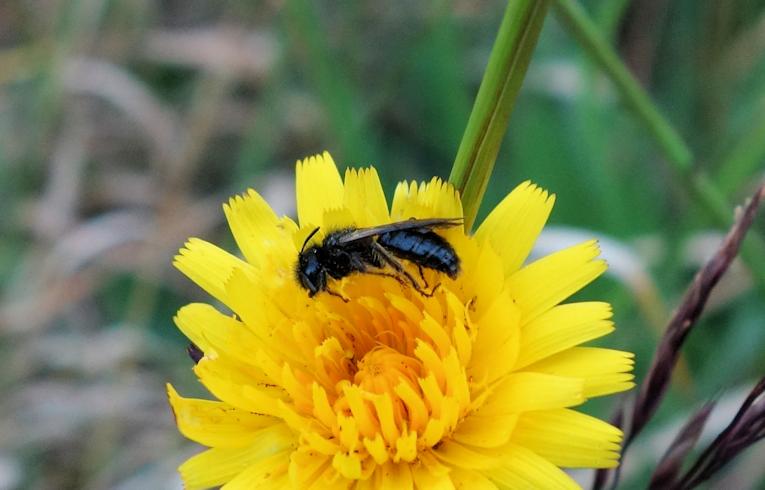 Panurgus (banksianus?)