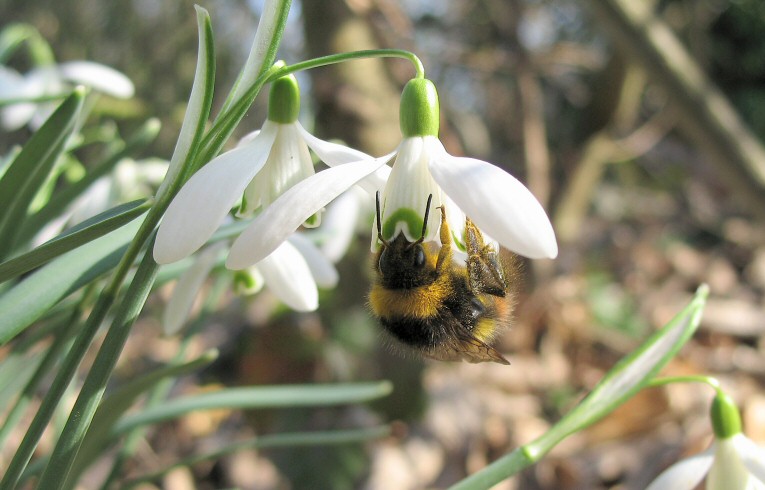 bee