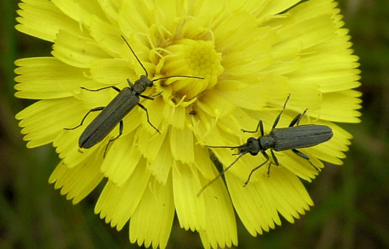 Oedemera lurida