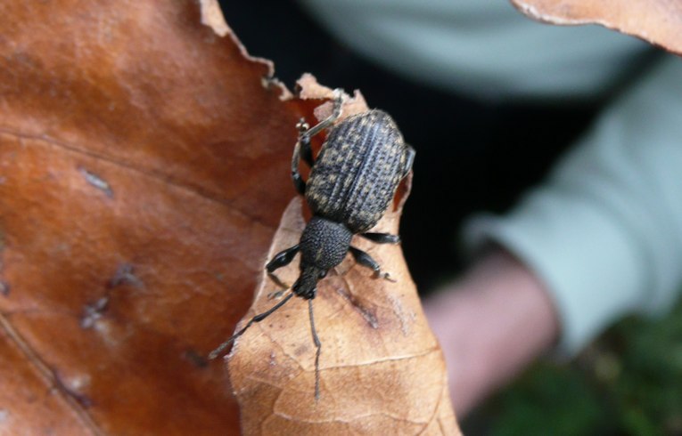 Otiorhynchus sulcatus