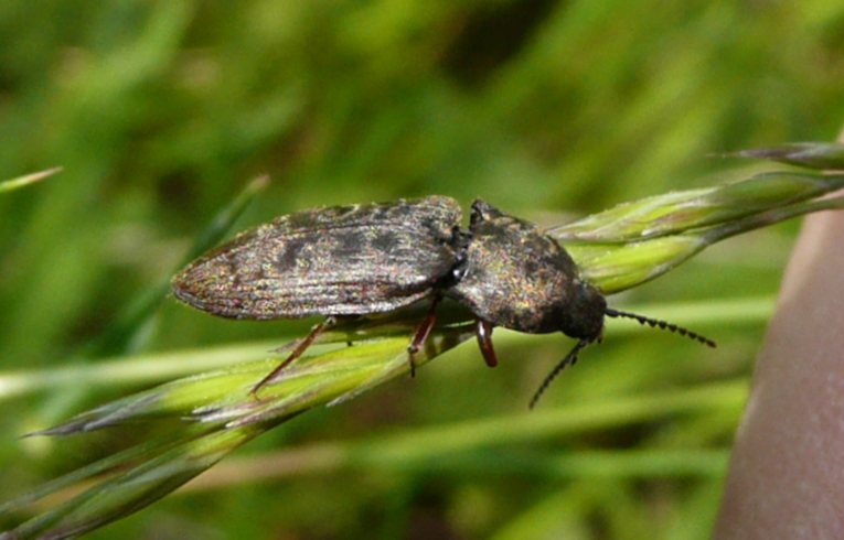 Prosternon tessellatum