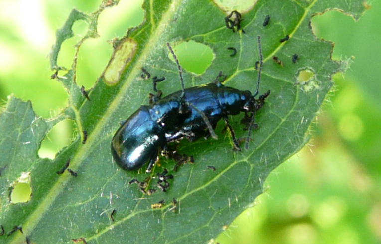Agelastica alni