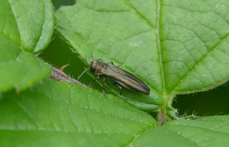 Agrilus cuprescens