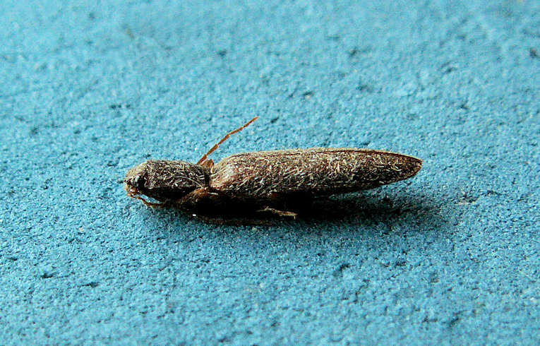 Agrypnus murinus ?#