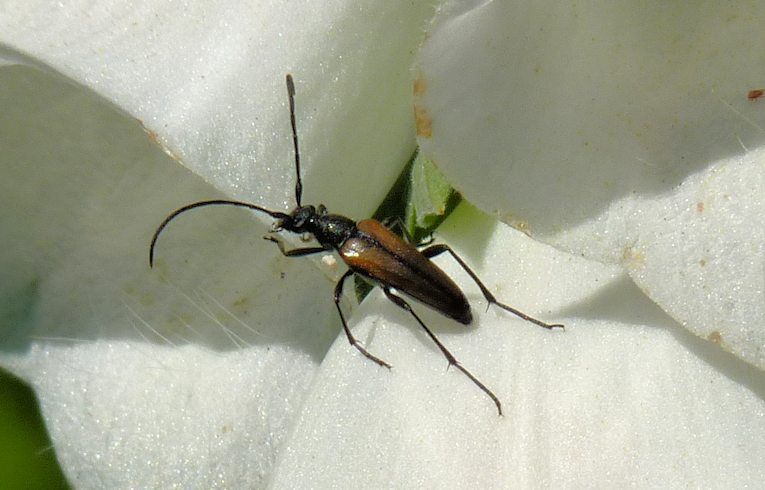 Cerambycidae ?
