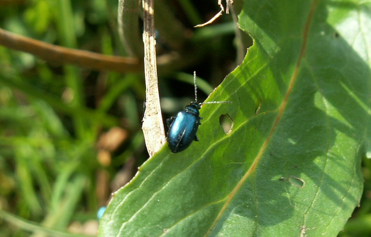Altica sp.