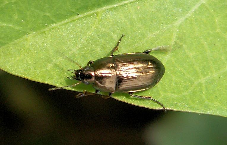 Amara aenea